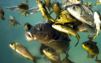 Рыбное хозяйство